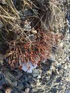 Image of Rhodiola coccinea (Royle) A. Boriss.