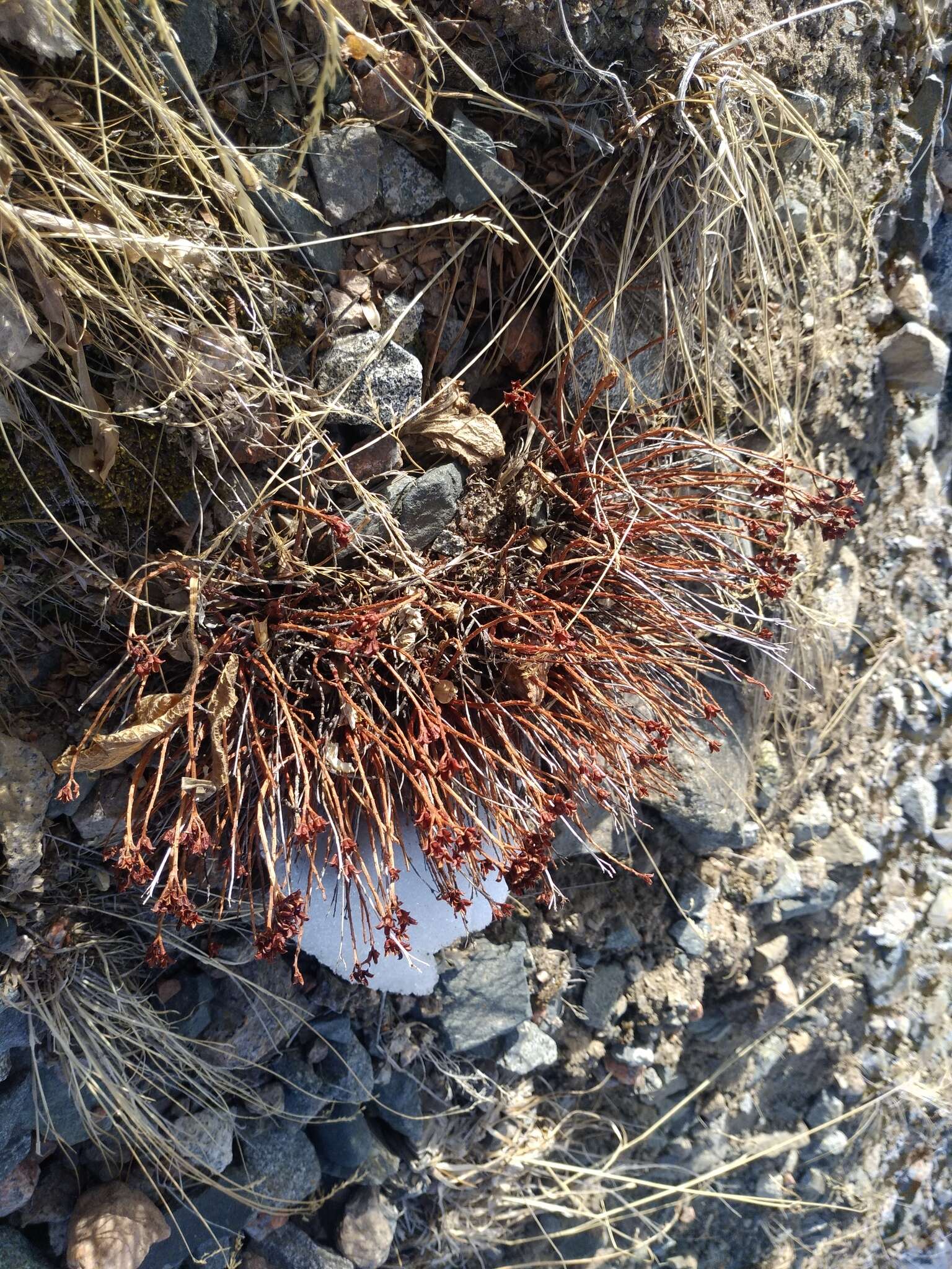 Image of Rhodiola coccinea (Royle) A. Boriss.