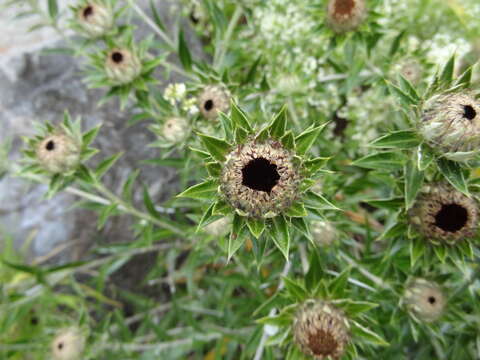 Image of Carlina salicifolia (L. fil.) Cav.