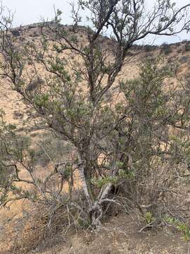 Image de Proustia cuneifolia subsp. cinerea (Phil.) Luebert