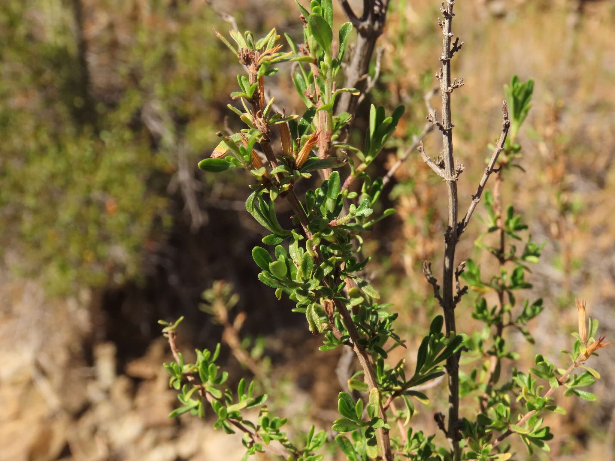 صورة Clinopodium chilense (Benth.) Govaerts