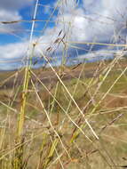 Image of Digitaria porrecta S. T. Blake