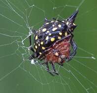 Image of Gasteracantha rhomboidea comorensis Strand 1916