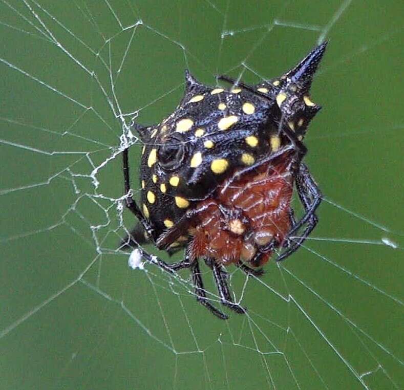 Image of Gasteracantha rhomboidea comorensis Strand 1916