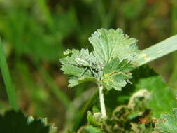 Plancia ëd Phyllobius (Phyllobius) arborator (Herbst 1797)