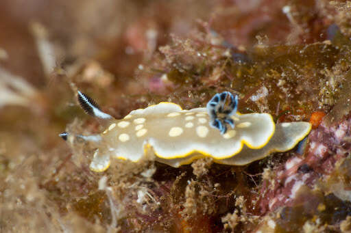 Image of Ardeadoris tomsmithi (Bertsch & Gosliner 1989)