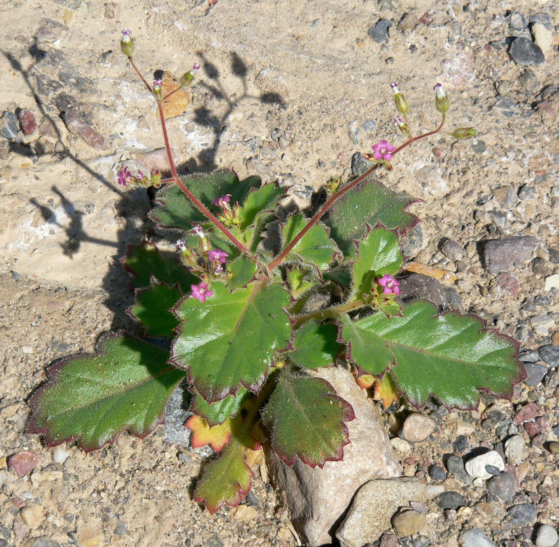 Image of broad-leaf gilia