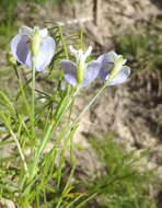 Image of Psoralea imminens