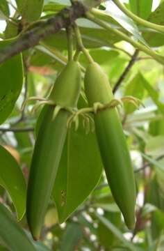 Image of Bruguiera hainesii C. G. Rogers