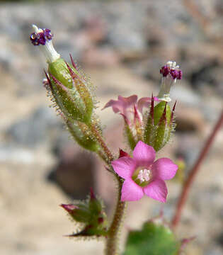 Image of broad-leaf gilia