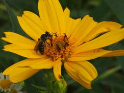 Image de Andrena aliciae Robertson 1891