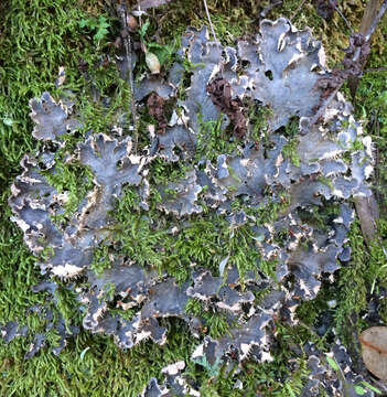 Image of membraneous felt lichen