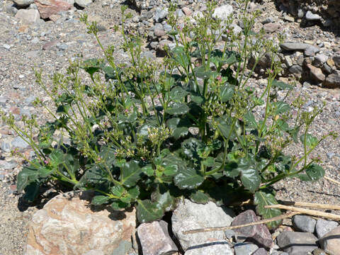 Image of broad-leaf gilia