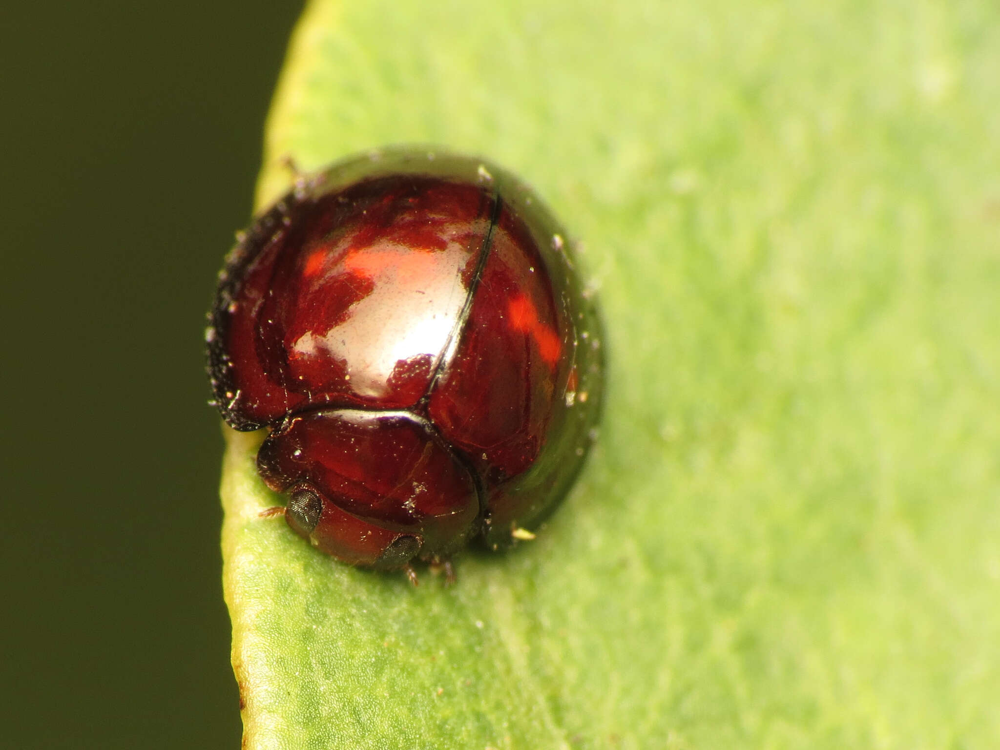 Image of heather ladybird