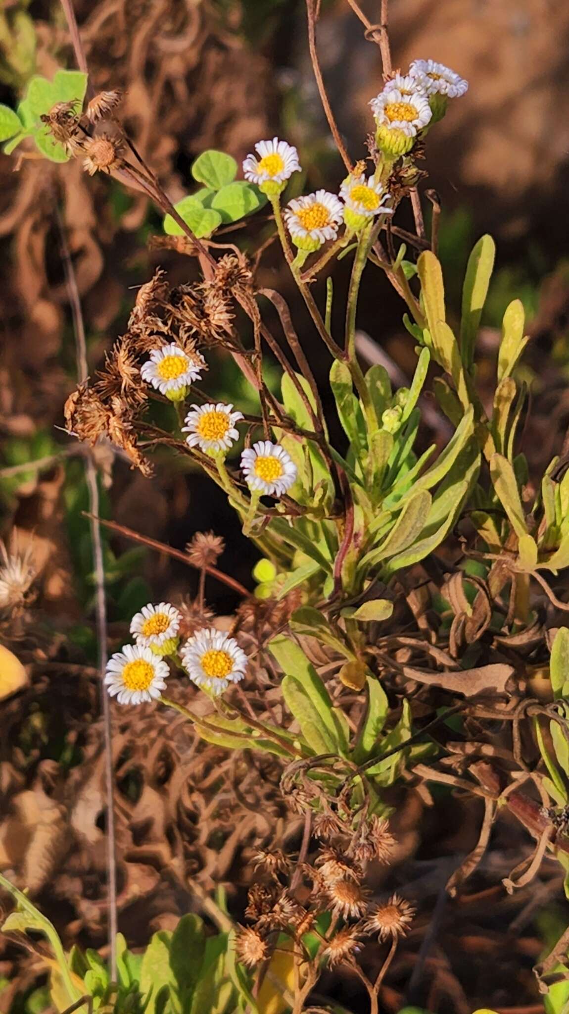 Image de Erigeron socorrensis Brandeg.