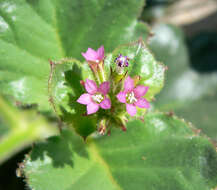 Image of broad-leaf gilia