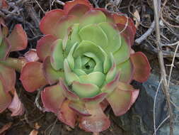 Image of Aeonium canariense subsp. christii (Burchard) Bañares