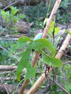 Слика од Passiflora gibertii N. E. Brown