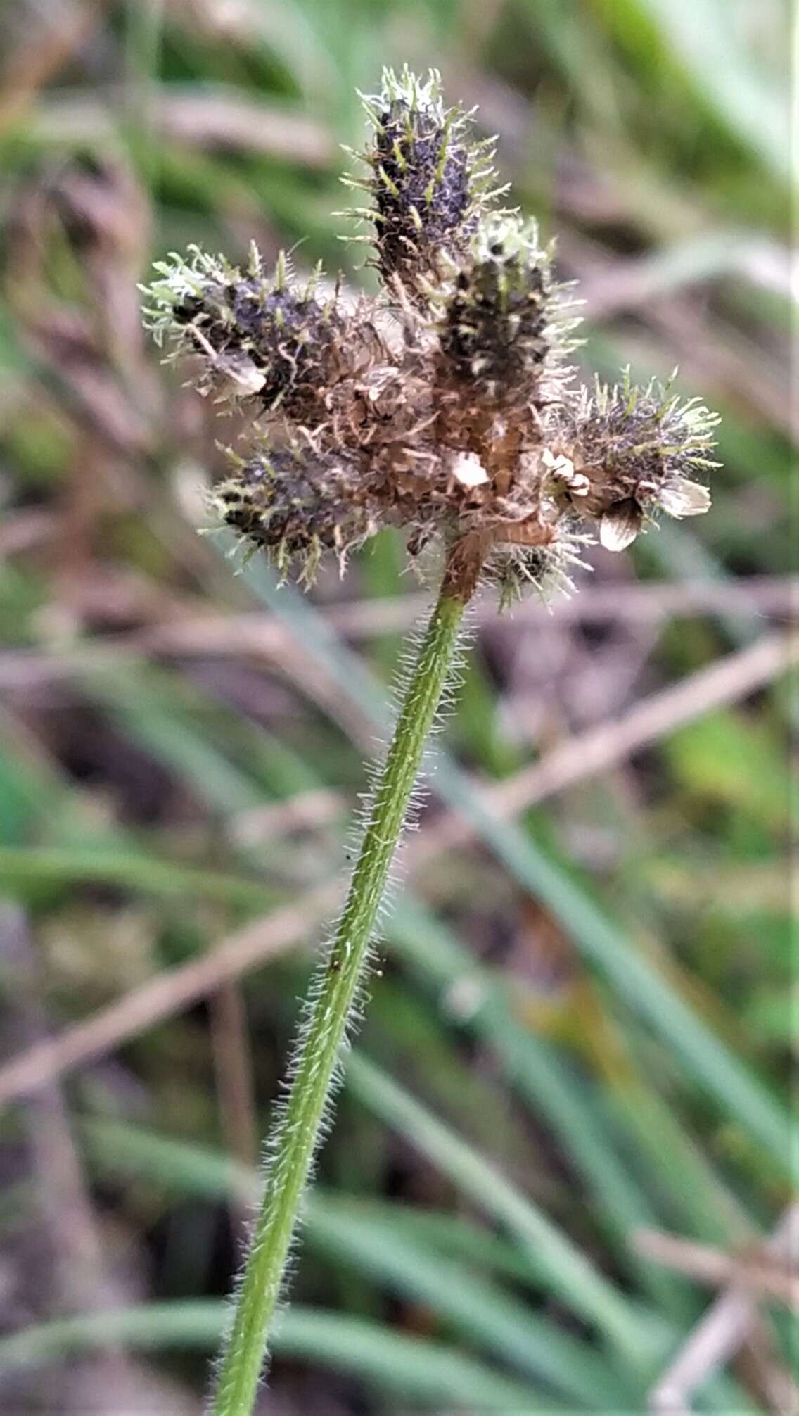 Image of Fuirena ciliaris (L.) Roxb.