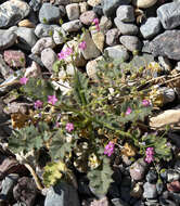 Image of broad-leaf gilia