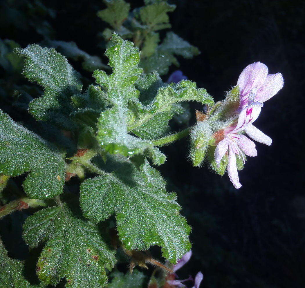 Image of oakleaf garden geranium