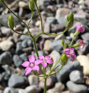 Image of broad-leaf gilia