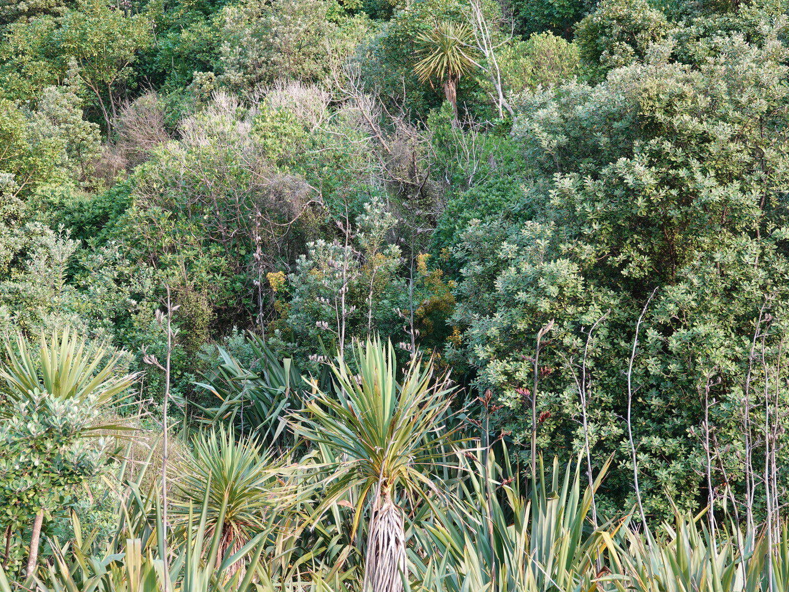 Imagem de Hypericum canariense L.