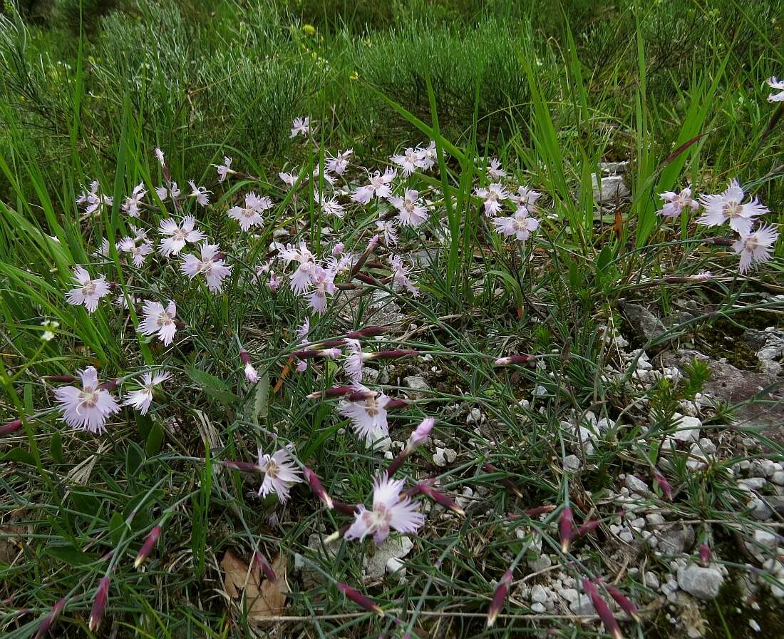 Sivun Dianthus sternbergii Sibth. kuva