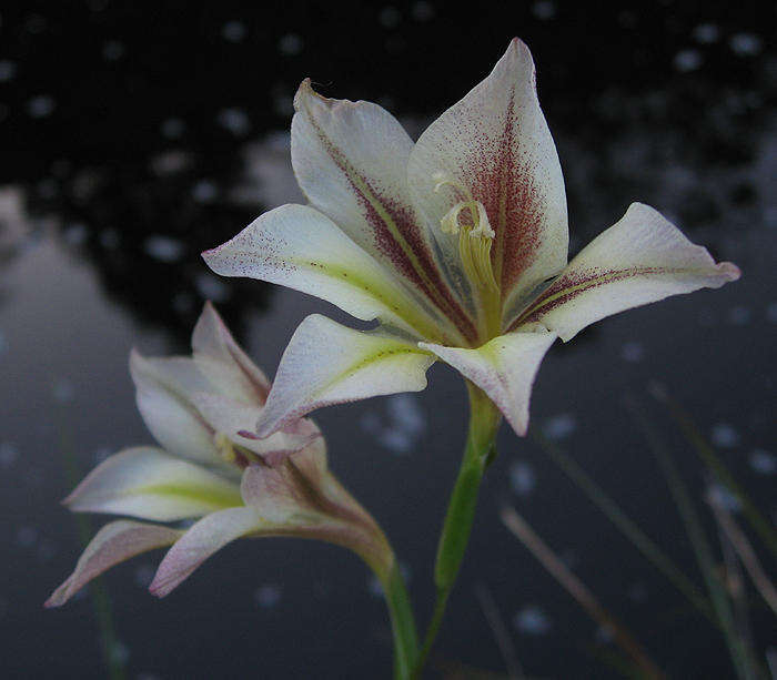 Imagem de Gladiolus tristis L.