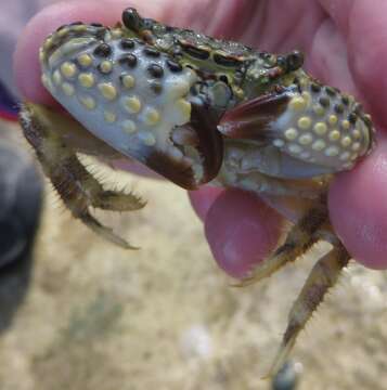 Image of warty crab