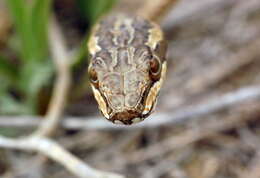 Слика од Psammophis lineolatus (Brandt 1838)