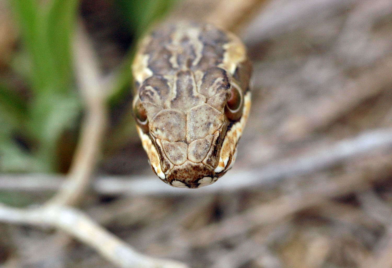 Imagem de Psammophis lineolatus (Brandt 1838)