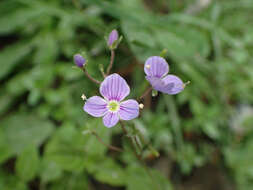 Image of Veronica ponae Gouan