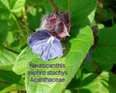 Image of Neuracanthus sphaerostachyus (Nees) Dalz.