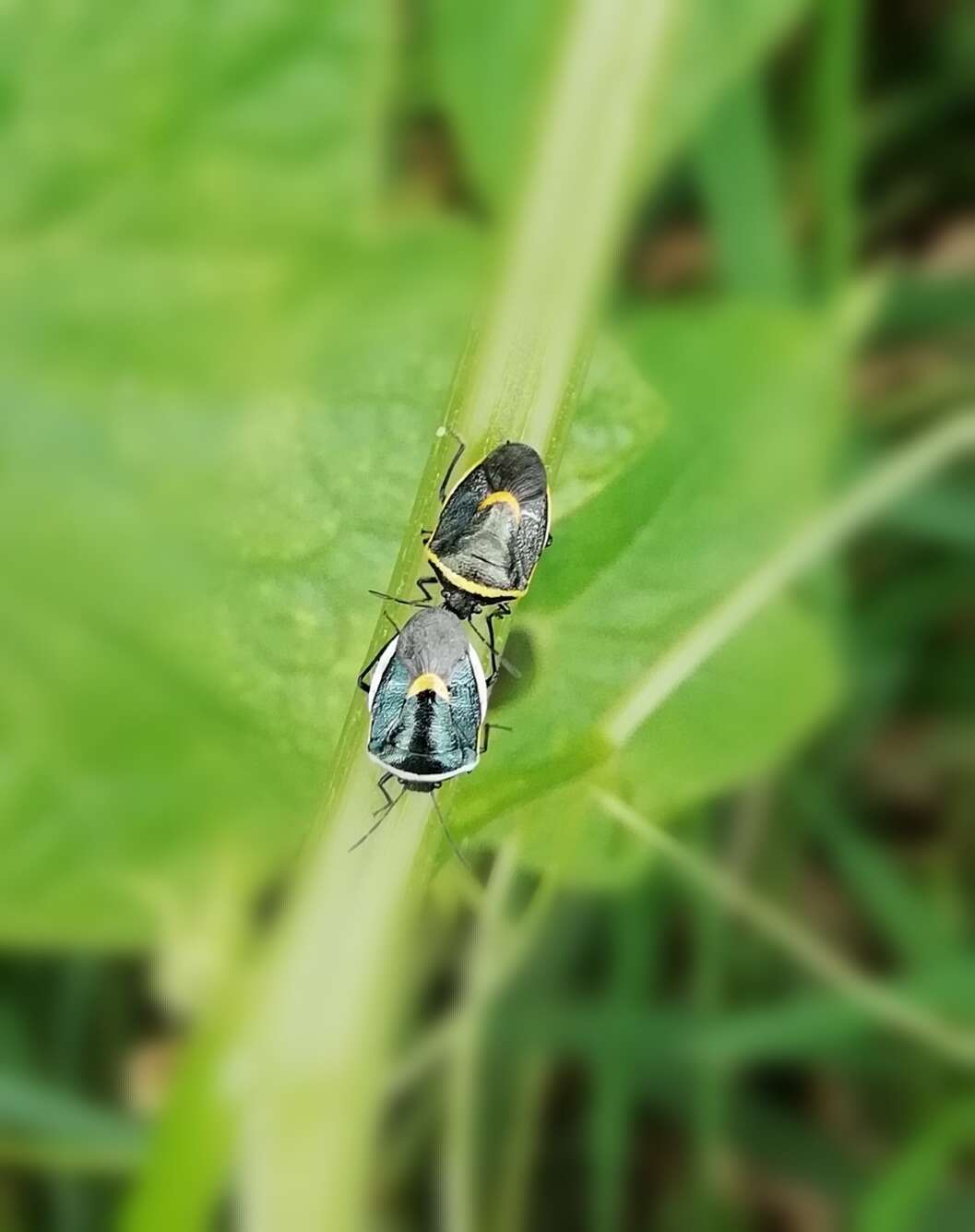 Image of Cosmopepla decorata (Hahn 1834)