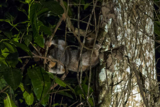 Image of Ashy Slow Loris