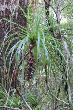 Image of Dracophyllum townsonii Cheeseman