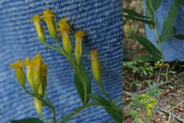 Image of anisescented goldenrod