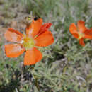 Image of Pale legume bug