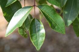 Imagem de Zanthoxylum flavum Vahl