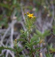 Coreopsis petrophiloides B. L. Rob. & Greenm.的圖片