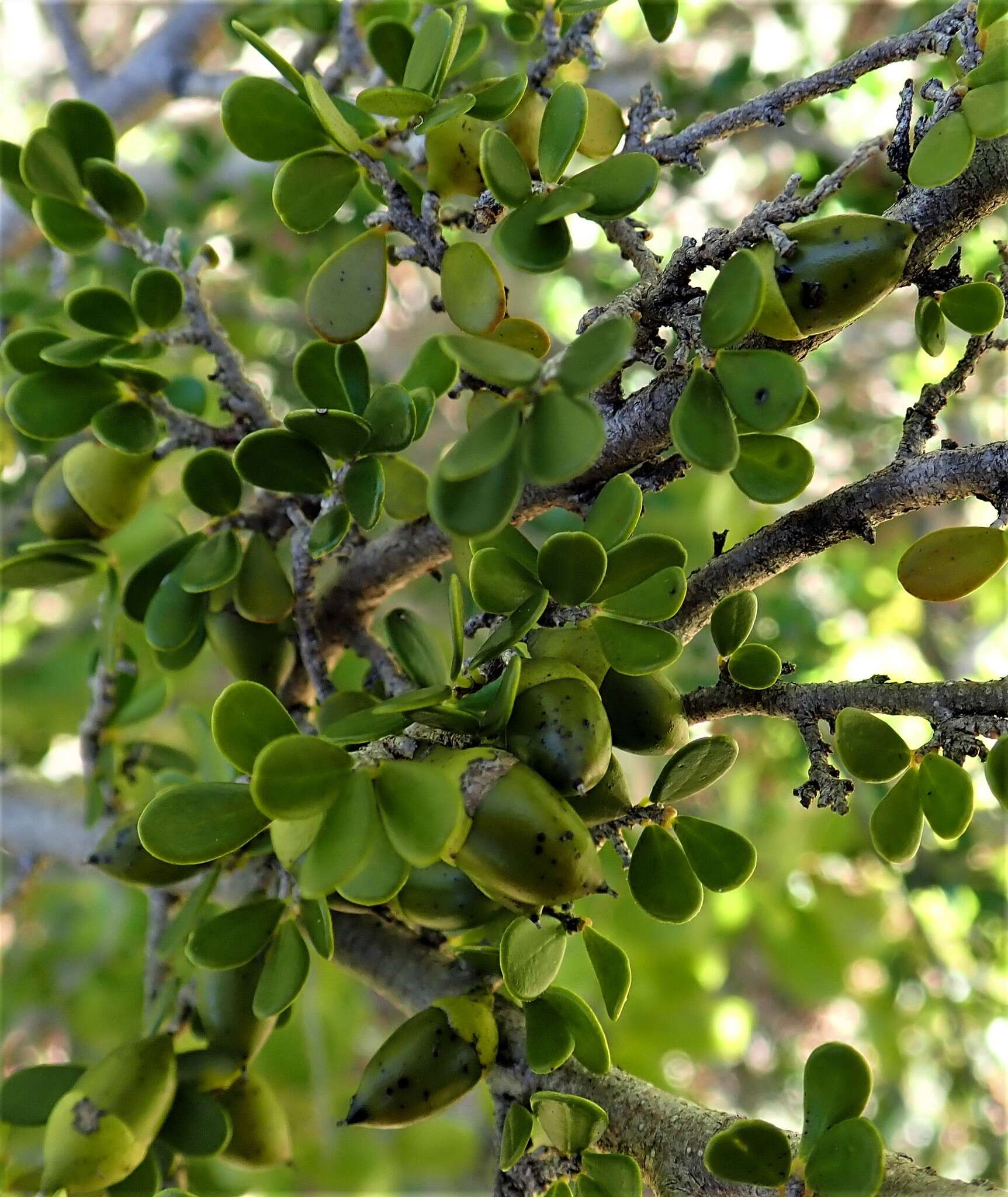 Sivun Diospyros myriophylla (H. Perrier) G. E. Schatz & Lowry kuva