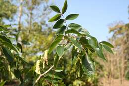 Imagem de Zanthoxylum flavum Vahl