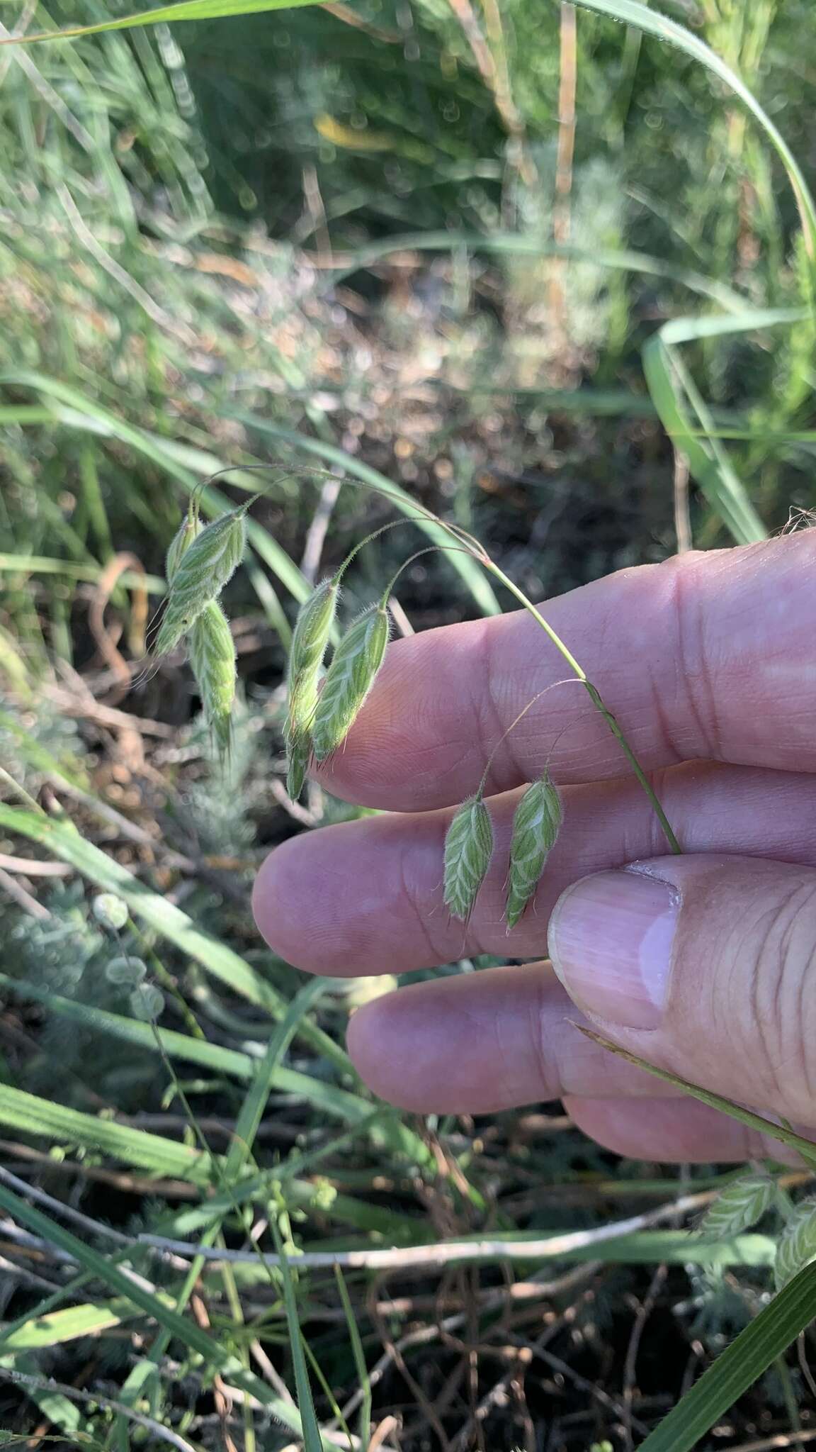 Image of corn brome