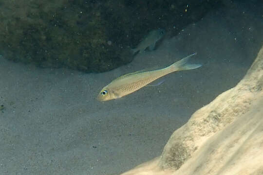 Image of Xenotilapia leptura (Boulenger 1901)