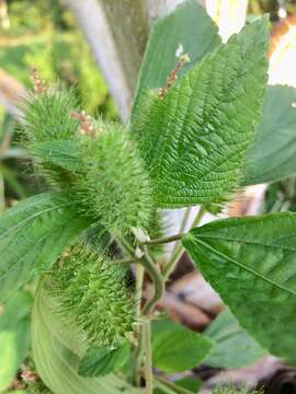 Image de Acalypha aristata Kunth