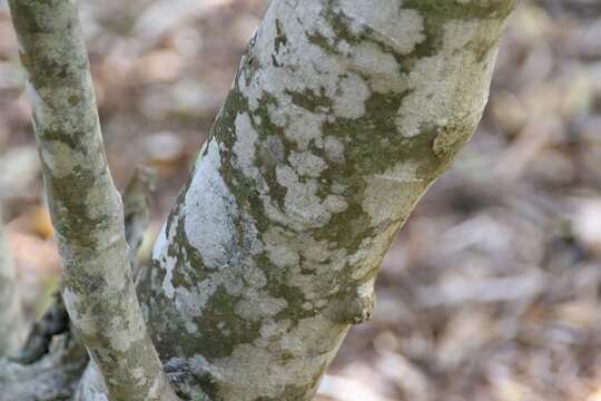 Image of Calodendrum capense (L. fil.) Thunb.