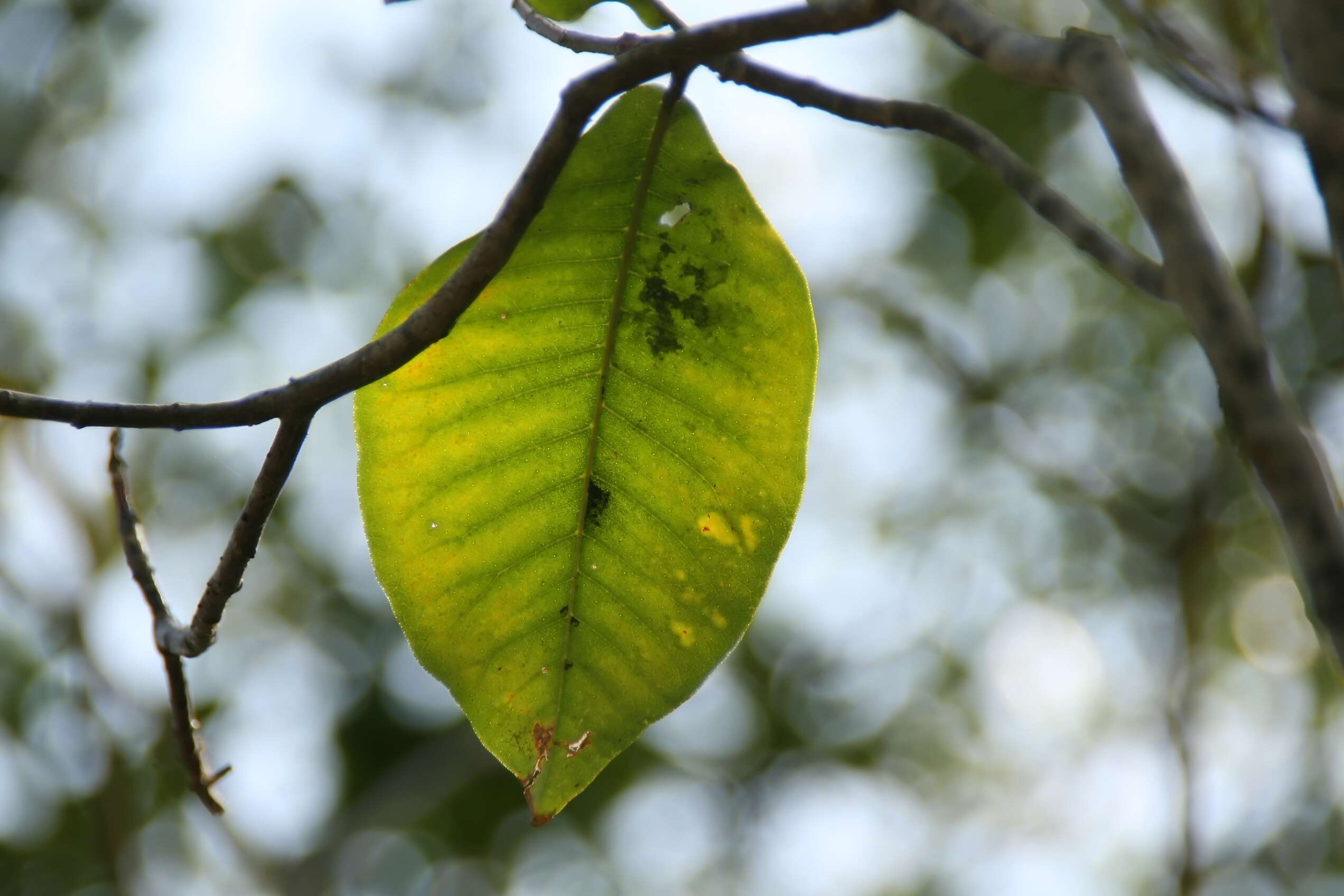 Image of Calodendrum capense (L. fil.) Thunb.