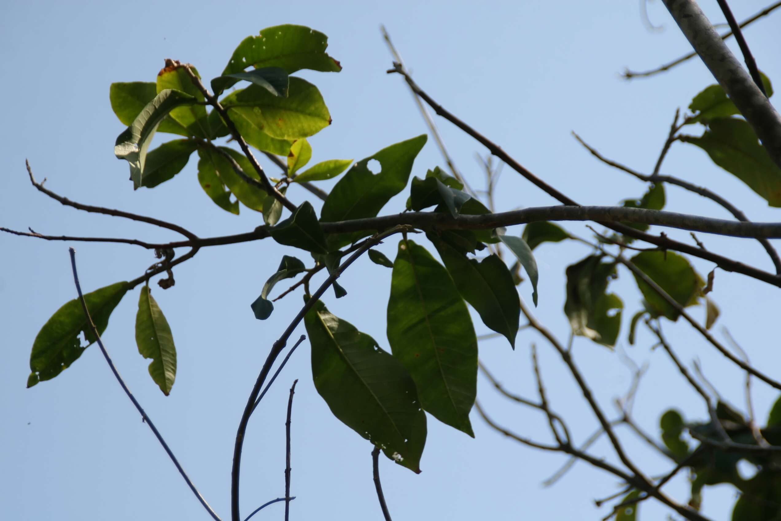 Image of Calodendrum capense (L. fil.) Thunb.