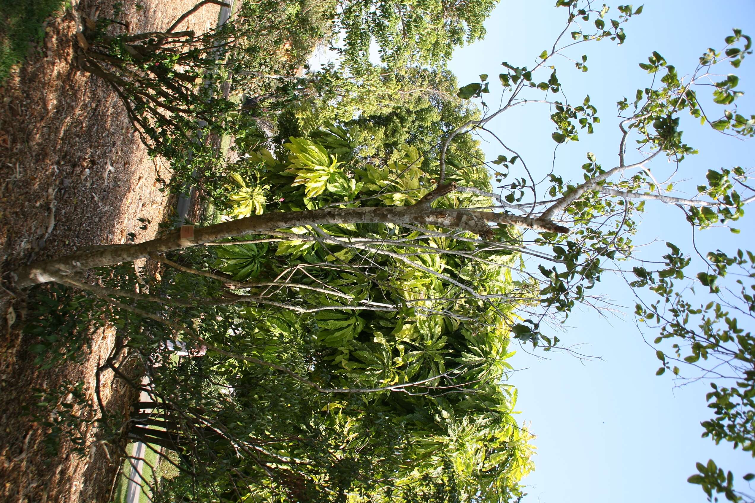 Image of Calodendrum capense (L. fil.) Thunb.